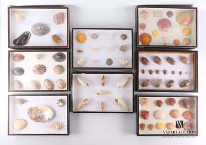 Suite de huit boites contenant des coquillages...