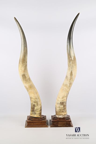 Paire de cornes de Watusi (Bos taurus primigenius,...