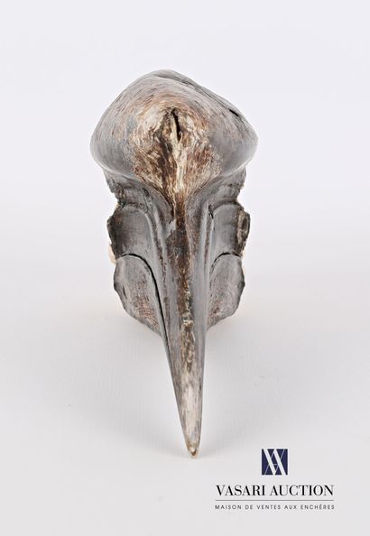 Crâne de Calao à casque noir (Ceratogymna...