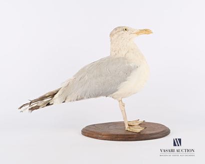 Goéland argenté (Laurus argentatus, non réglementé)...
