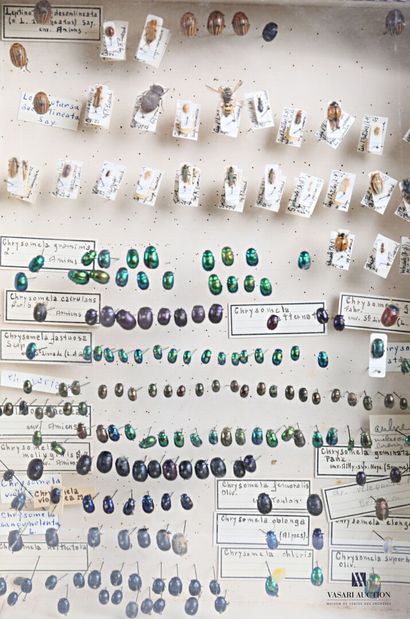 Ensemble de quatre boites entomologique contenant...