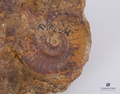Ammonites fossilisées sur roche.

Haut. :...