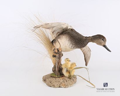 Cane chipeau (Mareca strepera, pré règlementation)...