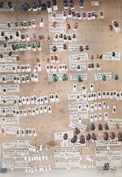 Ensemble de quatre boites entomologique contenant...