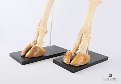 Ensemble comprenant une patte avant et une...
