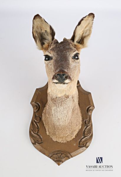 Tête en cape de chevillard (Capreolus capreolus,...