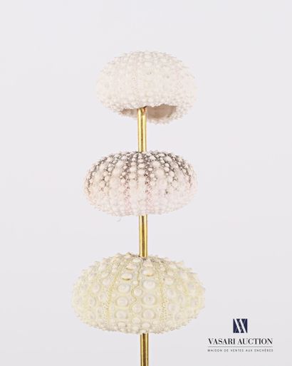 Ensemble de huit oursins (Echinoidea sp,...