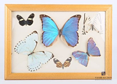 Cadre entomologique contenant six lépidoptères...