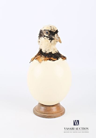Oeuf d'autruche (Struthio camelus, non réglementé)...