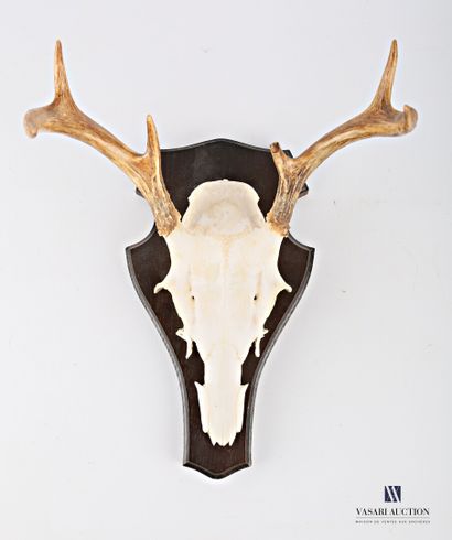 Massacre de cerf de Virginie (Odocoileus...