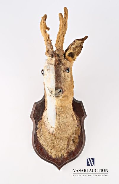 Coupe d'étude de taxidermie de tête de brocard...
