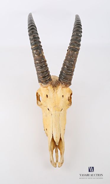 Crâne d'antilope (Hippotragus equinus, non...