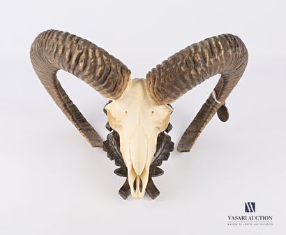Crâne de mouflon (Ovis orientalis musimon,...