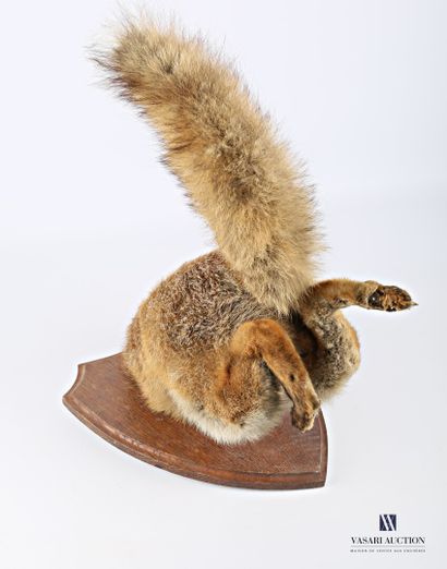 Cul de renard sur écusson (Vulpes vulpes,...