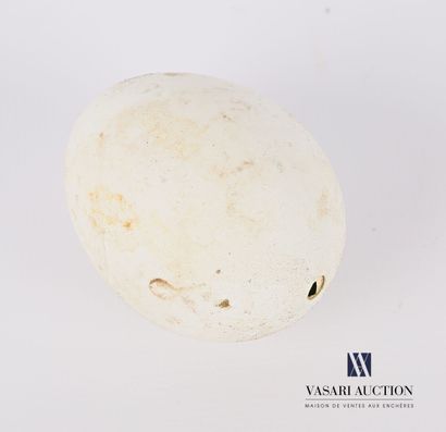 Oeuf de buse de Harris (Parabuteo unicinctus,...