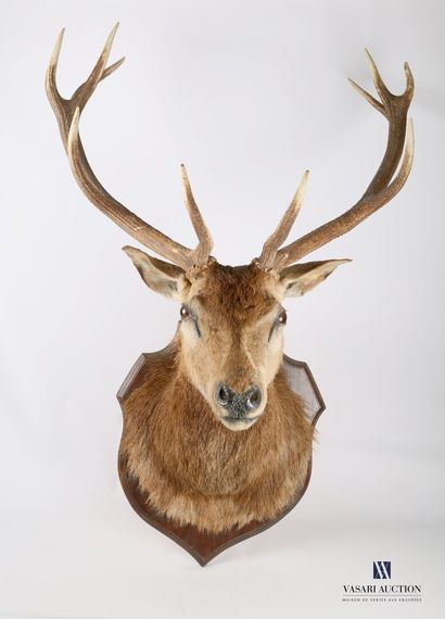 Tête en cape de cerf élaphe (Cervus elaphus,...
