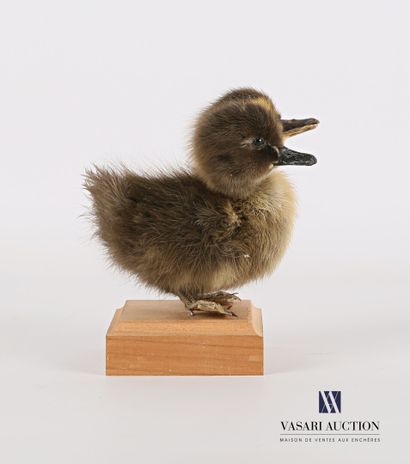 Caneton bicéphale (Anas platyrhynchos domesticus,...