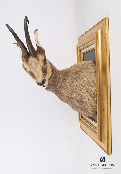 Chamois en cape (Rupicapra rupicapra, non...