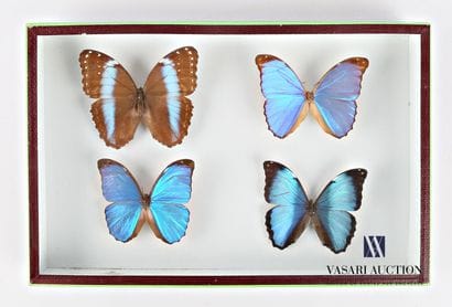 Boite entomologique contenant quatre Morpho

Haut....
