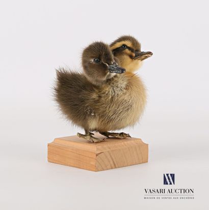 Caneton bicéphale (Anas platyrhynchos domesticus,...