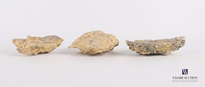Ensemble de trois huîtres fossilisées 

Long....