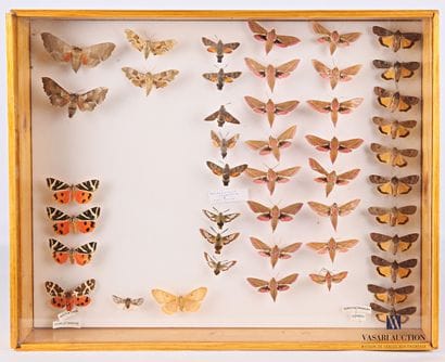 Boite entomologique contenant quarante-cinq...