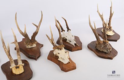 Ensemble de sept massacres de chevreuil (Capreolus...