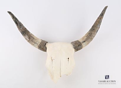 Frontal de taureau camarguais (Bos Taurus,...