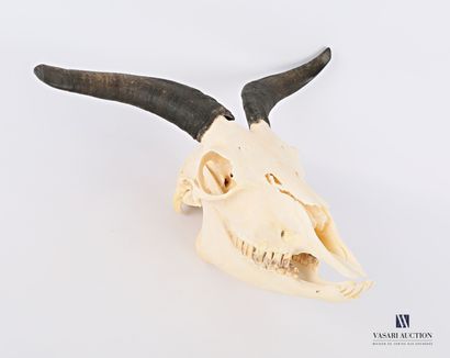Crâne complet de bouc (Capra aegagrus hircus,...