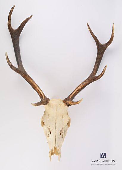 Crâne de cerf élaphe (Cervus elaphus, non...