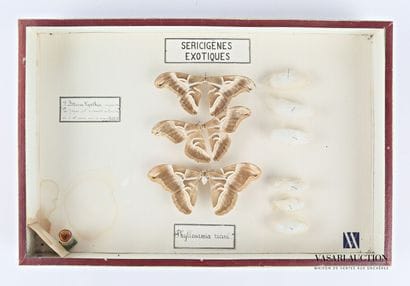 Boite entomologique présentant trois Philosamia...