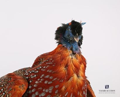 Tragopan de temminck (Tragopan temminckii,...