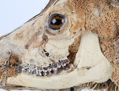 Ecorché de chevreuil (Capreolus capreolus,...
