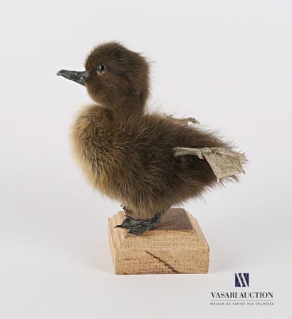 Caneton quadripode (Anas platyrhynchos domesticus,...