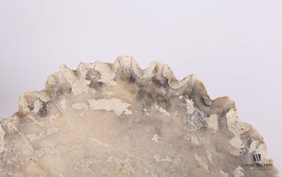 Ensemble de huit coquillages fossilisés (Alectriomia,...