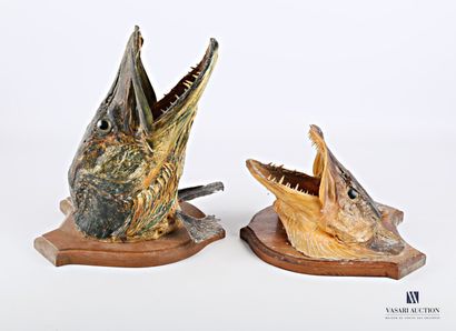 Deux têtes de brochet (Esox lucius, non réglementé)...