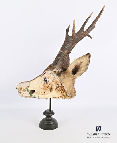 Écorché de chevreuil sibérien (Capreolus...