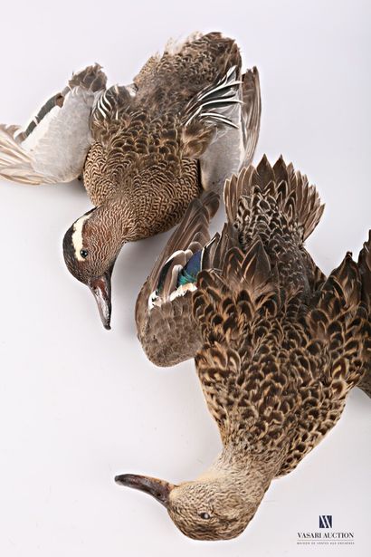 Couple de sarcelles d'été (Spatula querquedula)...