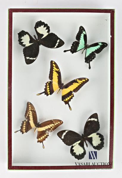 Boite entomologique contenant cinq lépidoptères...