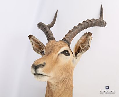 Tête en cape d'Impala (Aepyceros melampus,...