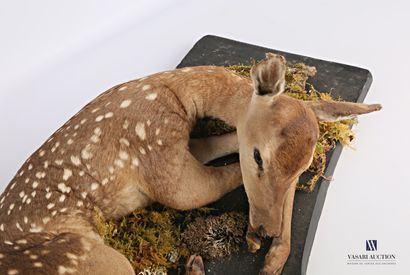 Jeune faon de cerf élaphe (Cervus elaphus,...