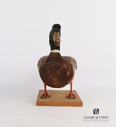 Canard colvert mâle (Anas platyrhynchos,...
