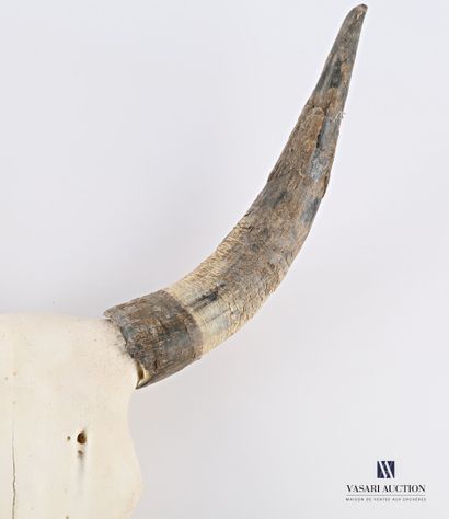Frontal de taureau camarguais (Bos Taurus,...