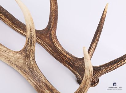 Ensemble de deux mues de cerf élaphe (Cervus...