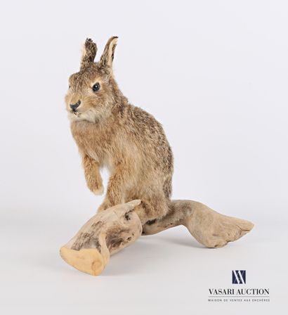 Lapereau de garenne (Oryctolagus cuniculus,...