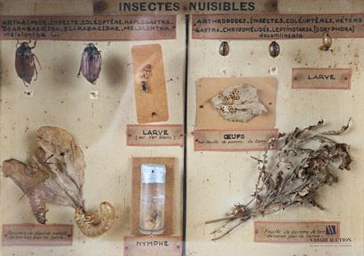 Boite entomologique présentant les insectes...