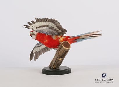 Perruche omnicolore (Platycerus eximinus,...