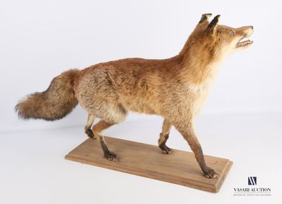 Renard entier (Vulpes vulpes, non réglementé)...