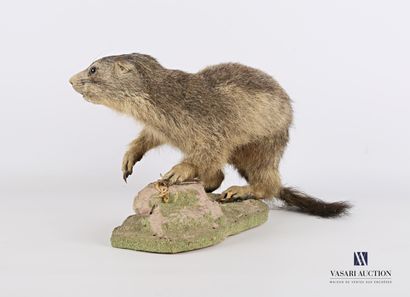 Marmotte subadulte (Marmota marmota, non...