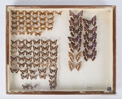 Boite entomologique contenant quatre-vingt...